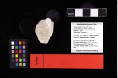 NHMW-GEO-2007z0149-0013_Ol_02.tifAbyssophthalmus schultzi (Schweitzer & Feldmann, 2009)  (NHMW-GEO-2007z0149-0013)